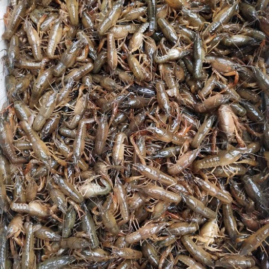 内江龙虾苗 