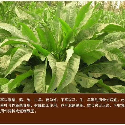 沭阳县菊苣种子 