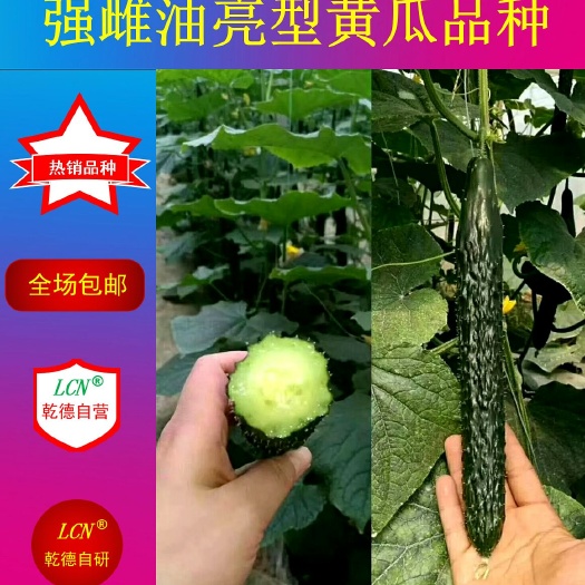 寿光市乾徳777黄瓜种子  强雌油亮 密刺绿瓤大黄瓜 品种权保护 乾德777