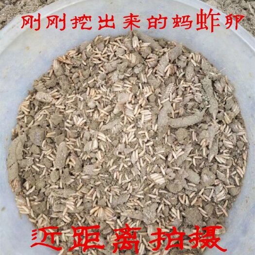 中牟县东亚飞蝗 