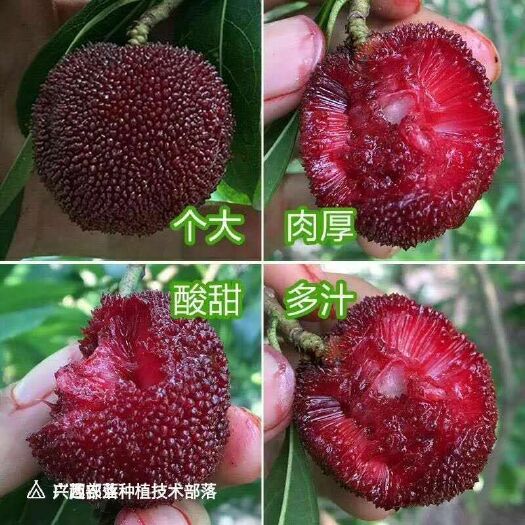 灵山县东槐杨梅苗 