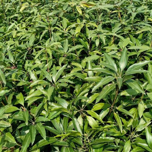 灵山县桂七芒果苗 