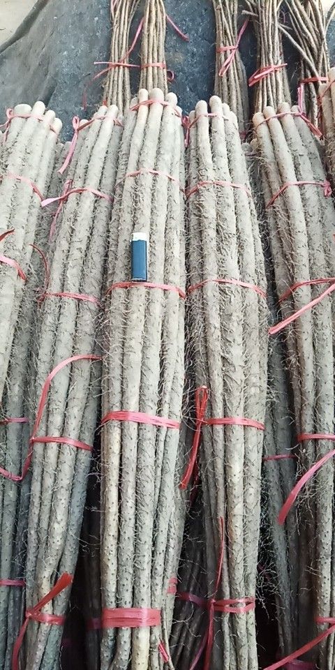 白玉山药 40~50cm 