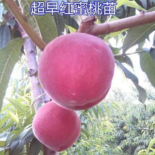 平邑县早超桃树苗 1~1.5米 