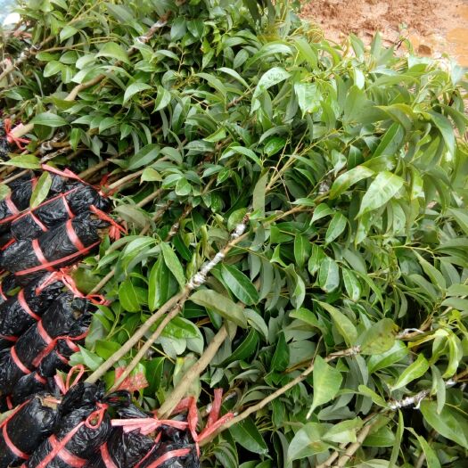 灵山县无核荔枝苗 