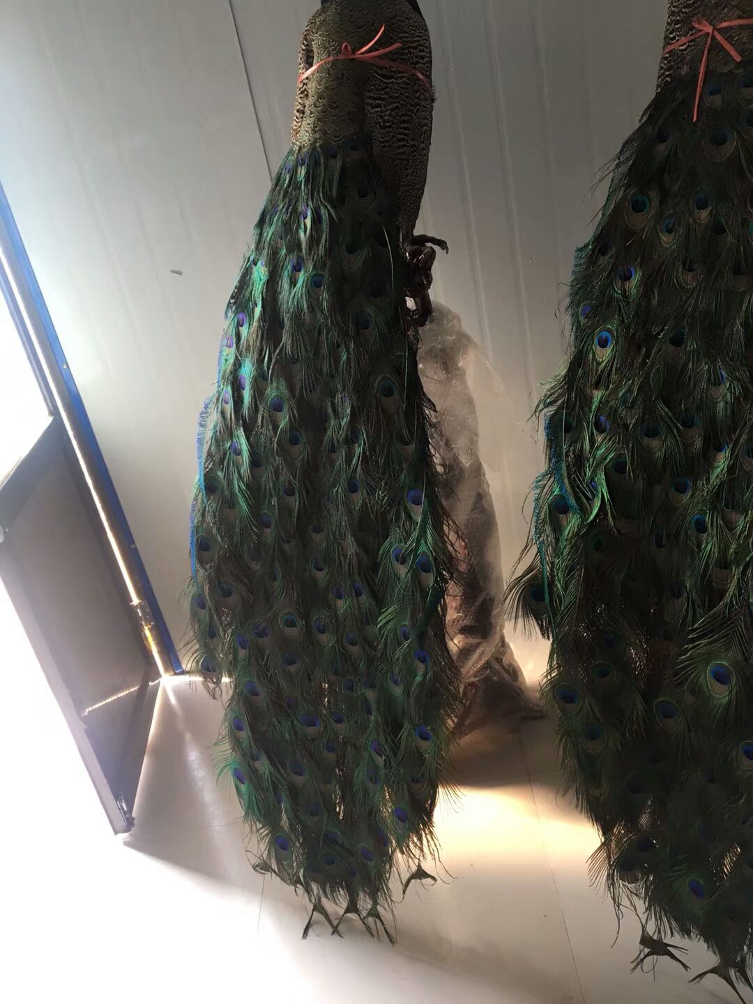 孔雀羽毛 标本
