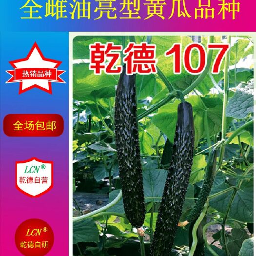 寿光市黄瓜种子  全雌油亮黄瓜乾德107 高抗流胶高产大黄瓜