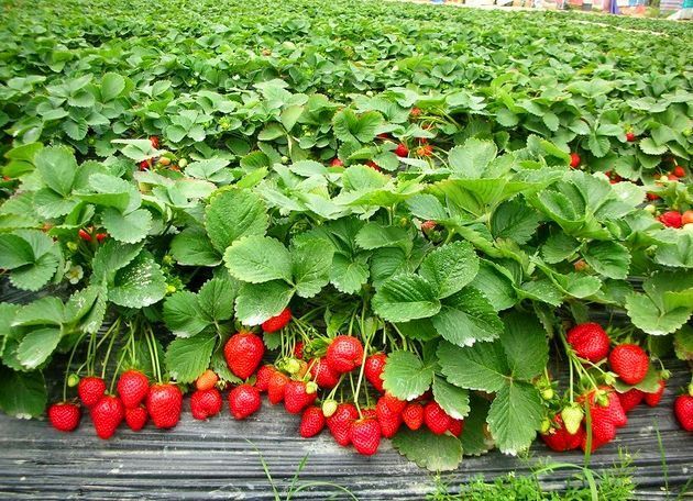 平邑县红颜草莓苗 10~20公分 地栽苗 