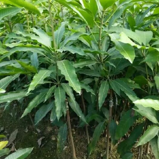 容县金煌芒果苗 