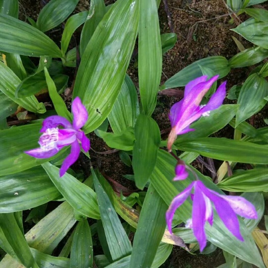 会东县紫花白芨苗 