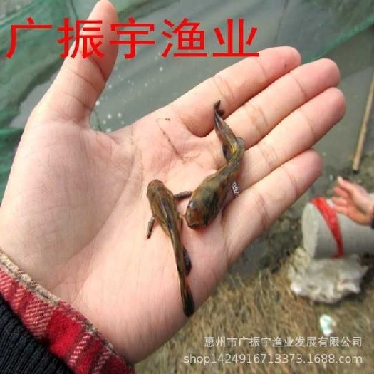 博罗县黄骨鱼苗 统货