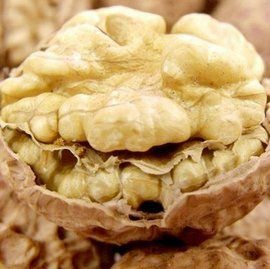 泰安纸皮核桃苗 成活率95％以上