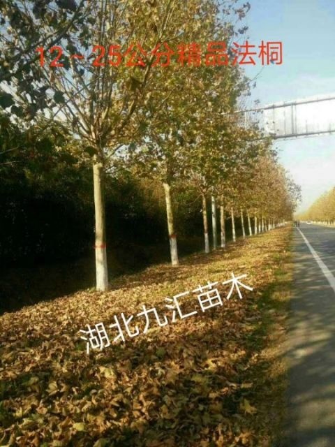 法国梧桐15～30公分