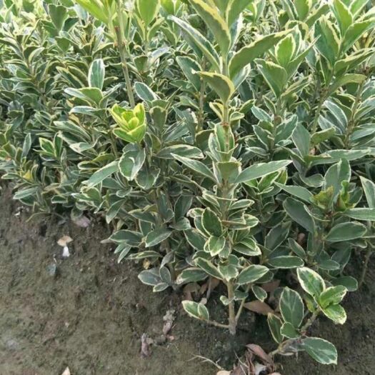 杭州金边黄杨 