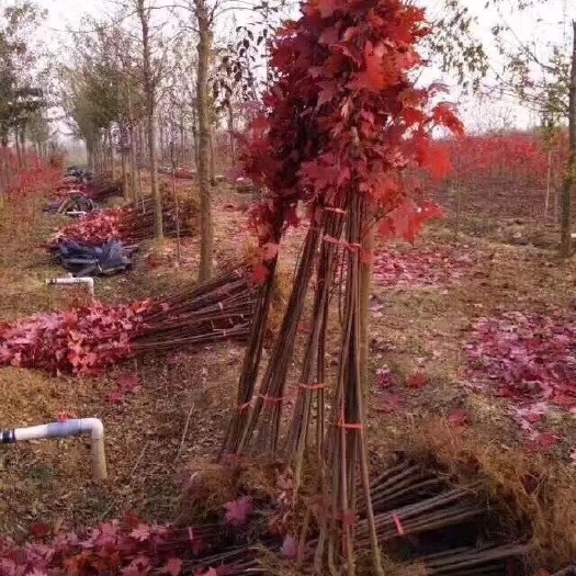 沭阳县美国红枫