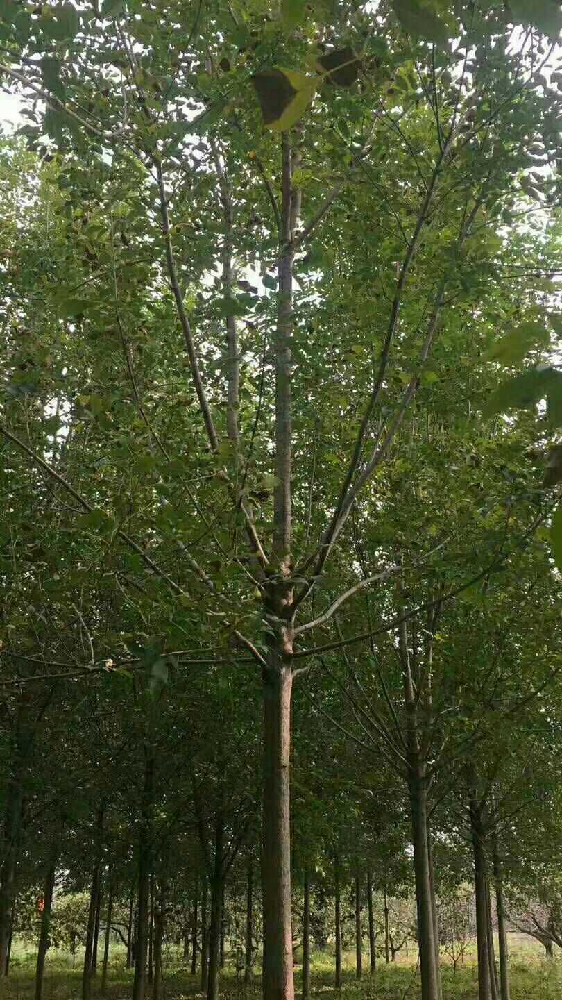 老式白蜡  5米以上 7-14公分量大