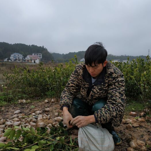 攸县湘林系列 两年生营养杯嫁接苗