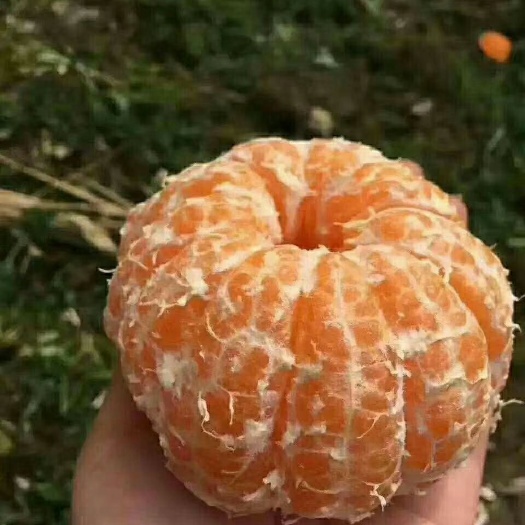 石家庄耙耙柑 ＞8cm 5两以上 