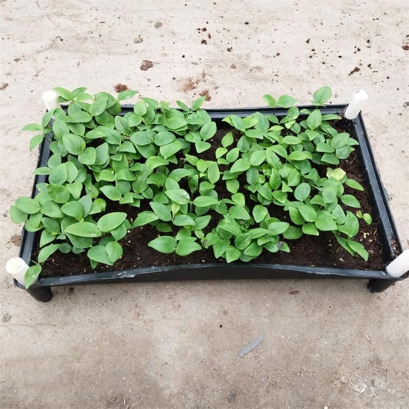  苗圃直供优质火力楠种苗 批发醉香含笑苗