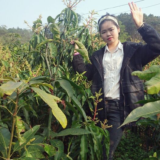 灵山县金煌芒果苗 