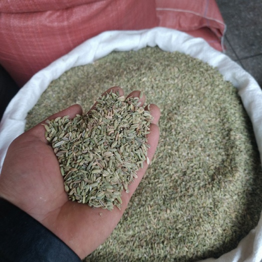 玉林小茴香 