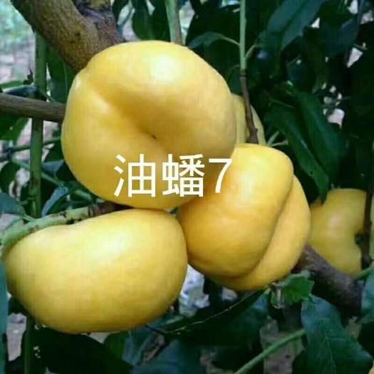 平邑县油蟠桃苗 1~1.5米 