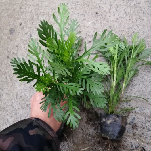 黄金菊 大量供应，基地认证