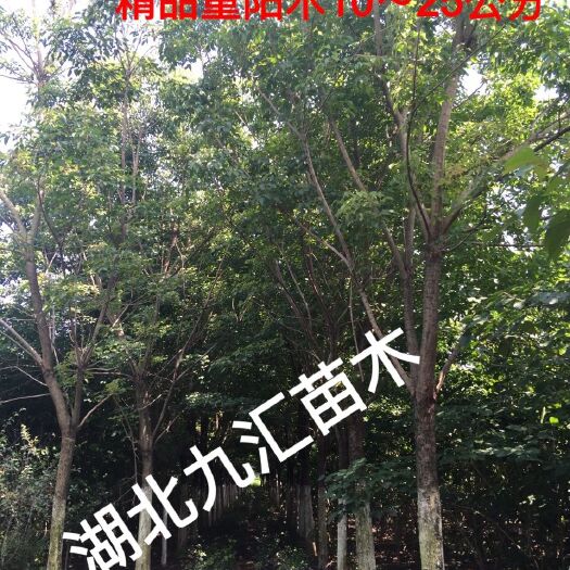 武汉秋枫重阳木15～30公分