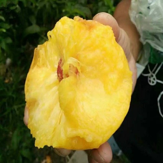 平邑县黄金蜜0号桃苗 新品早熟，三个月内包活