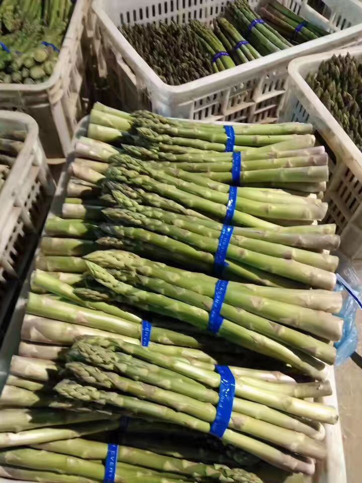 曹县芦笋种子 芦笋苗