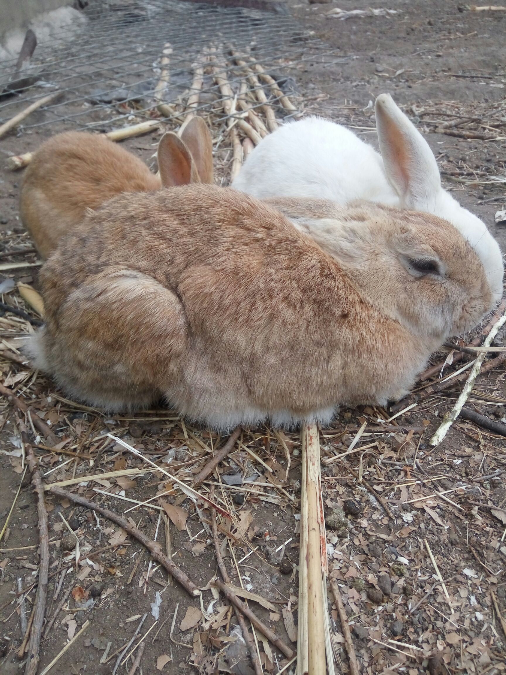 虎皮黄兔寿命图片