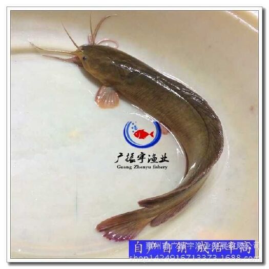 博罗县塘鲺苗 