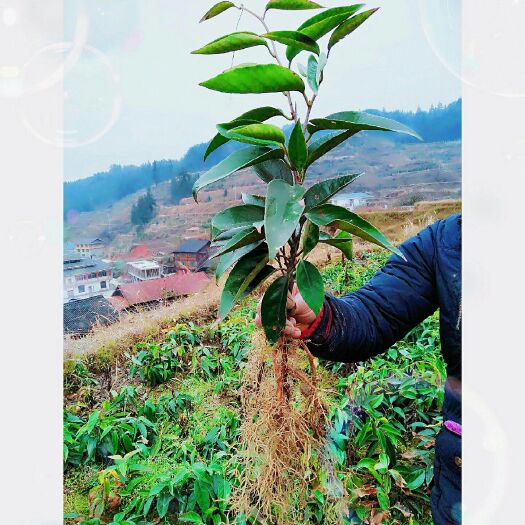 通道县粉红黑老虎苗 