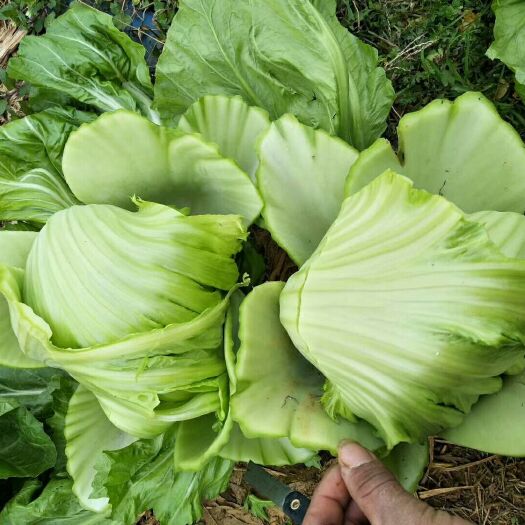 桂林包心芥菜 