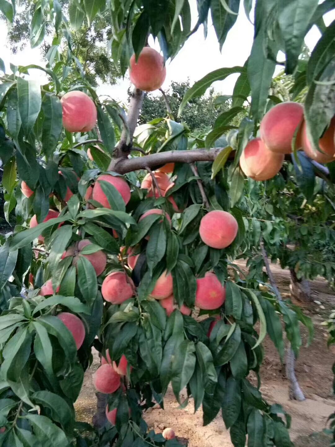  冬桃树苗品种保证，假一赔十现挖现卖