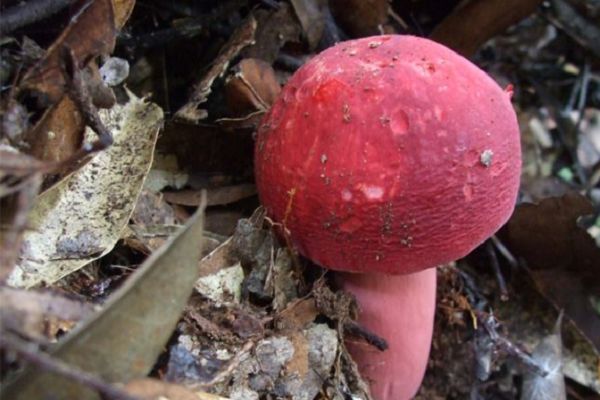 南雄市红菇 干货 野生 混级统货