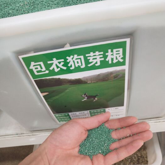 沭阳县狗牙根种子 