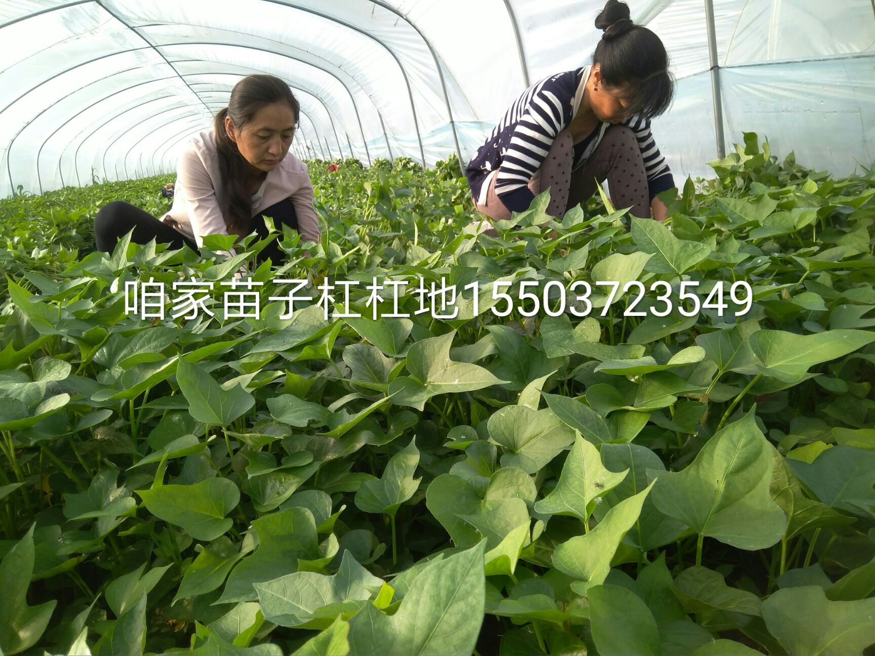 商薯19红薯苗 商薯19