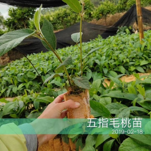 灵山县五指毛桃苗