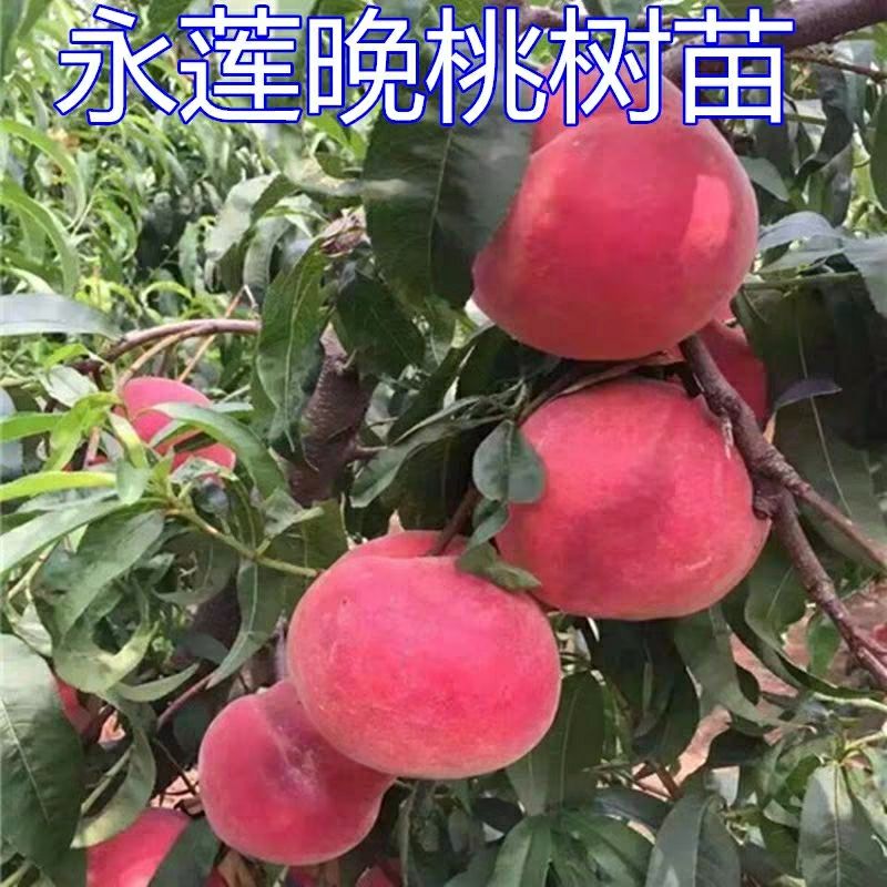 永莲蜜桃苗 三个月内包活