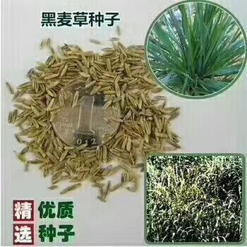 沭阳县黑麦草种子 