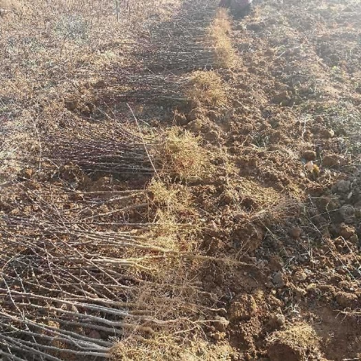 绛县大红袍花椒苗 