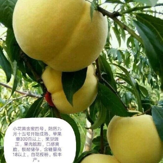 平邑县黄金蜜4号苗 1~1.5米 