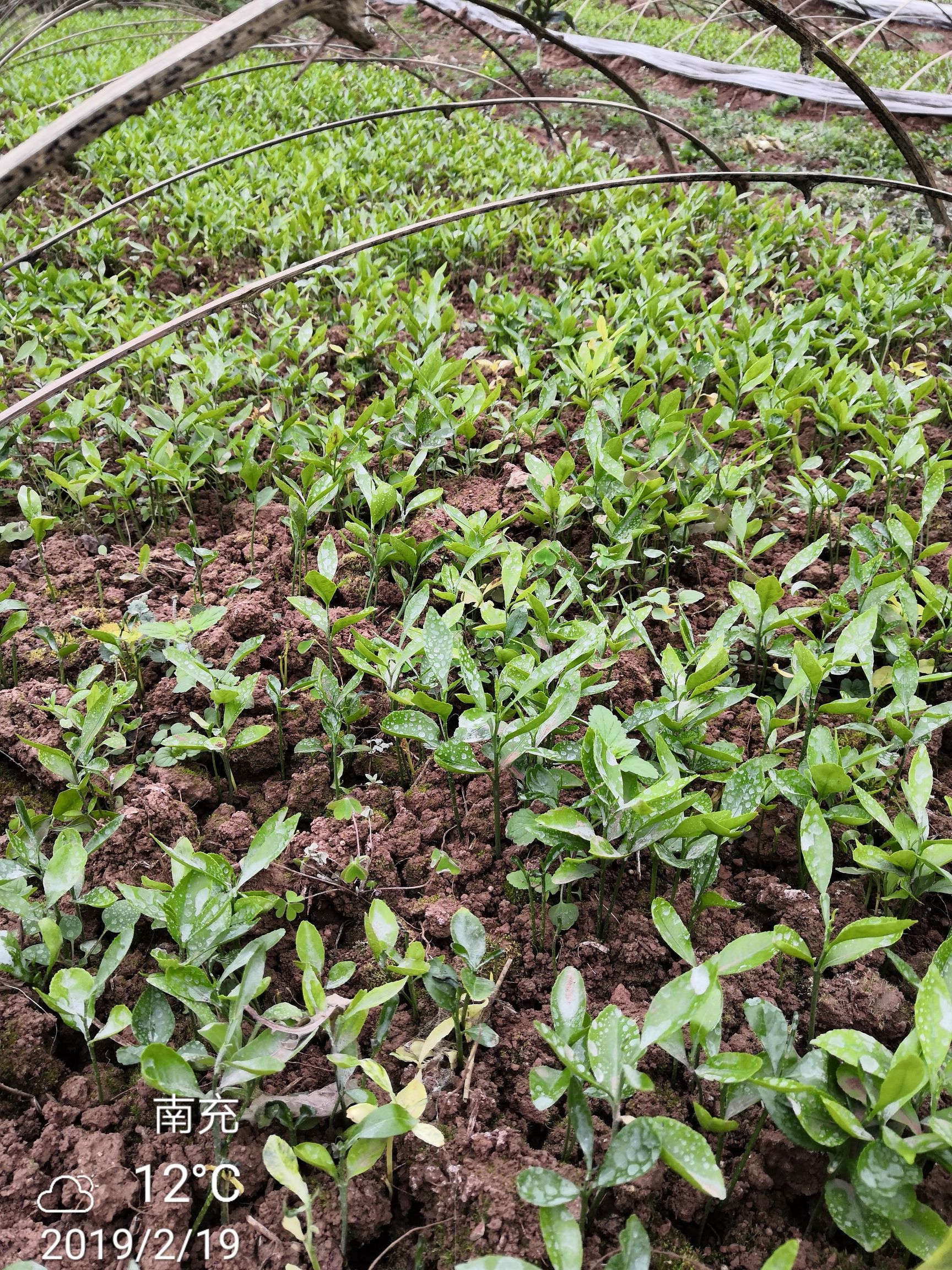 蜜柚苗  香橙移植苗基地直供