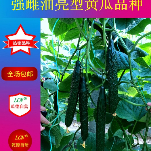 寿光市油亮密刺黄瓜种子  456强雌油亮 早春秋延 密刺大黄瓜乾德456456强雌油亮