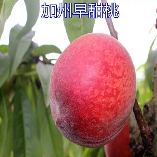 平邑县加州红桃苗 品种包真，包活