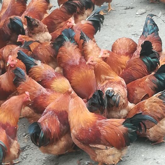 开平市土鸡 5-6斤 统货 