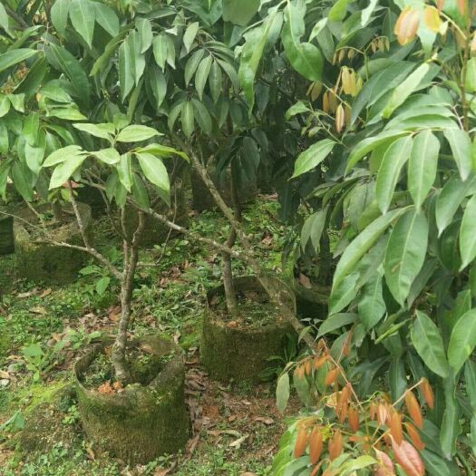 灵山县桂味荔枝苗 