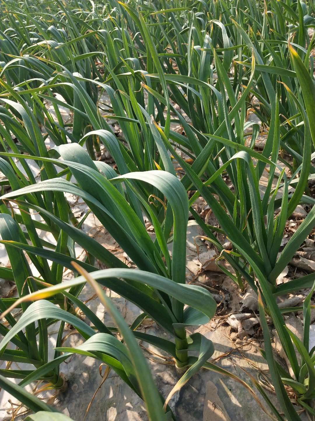 地宝，水溶肥料 ***土地专用肥，每亩袋，详细介绍请看包装说