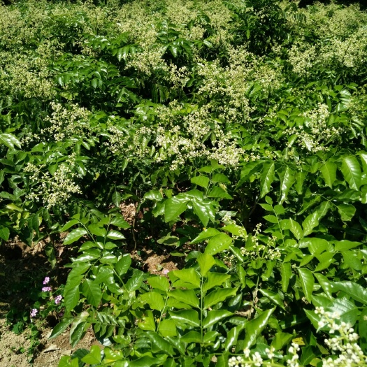灵山县鸡心黄皮苗 